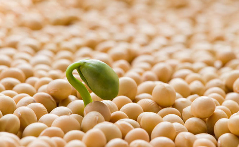 The Benefits of Soy Protein for Menopause and Cancer